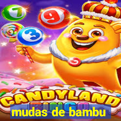 mudas de bambu